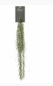 Hoya linearis hanger 195cm groen header
